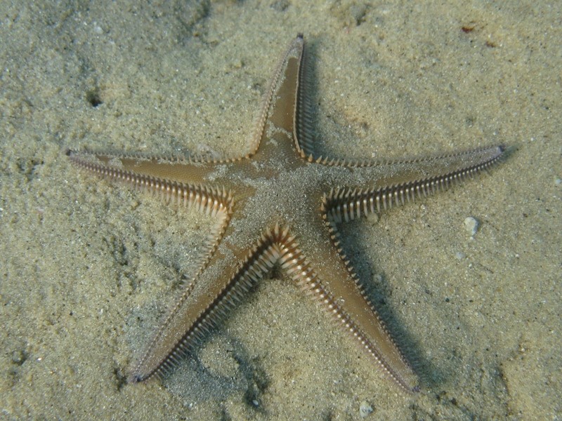 Astropecten bispinosus e Astropecten  platyacanthus